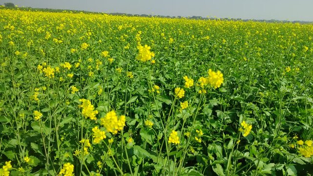 Mustard plants farm ( sarso khet) having yellow growing flower bloom, oilseeds