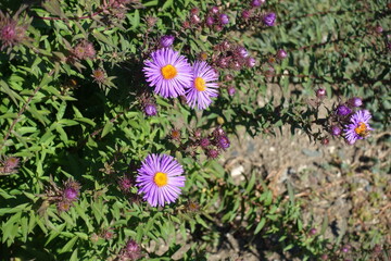 Four purple flowers and numerous buds of New England asters in October