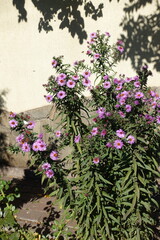 Long stems of New England asters with purple flowers in October