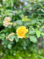 A single yellow rose blooms vibrantly amidst lush green foliage, standing out with its bright color and delicate petals against the natural background.