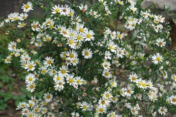 Plenty of white flowers of heath aster in September