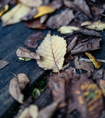 feuilles