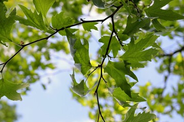 Fresh green leaves against blue sky