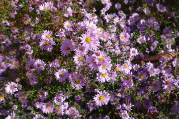 Large quantity of pink flowers of Michaelmas daisies in October