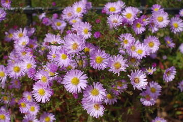 Obraz premium Multiplicity of pink flowers of Michaelmas daisies in mid October