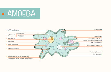 Vector illustration of amoeba anatomy. Labeled. Educational structure. Editable background.