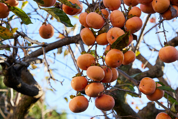 たくさん実った渋柿