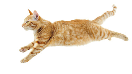 Playful jumping shorthair cat isolated on white background for pet-related projects