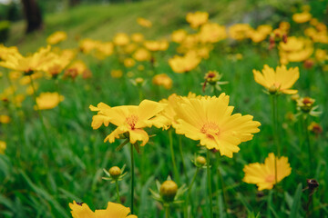 Obraz premium Field of blooming yellow Cosmos or Kenikir flowers with lush green grass, nature concept.