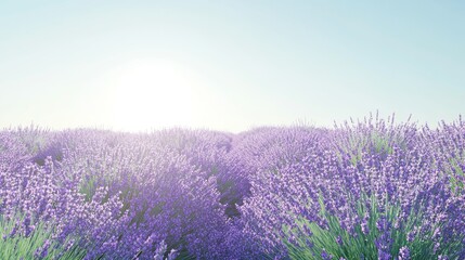 Fototapeta premium Beautiful lavender field in bloom with bright blue sky.