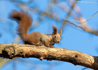 Red squirrel, Sciurus vulgaris. A squirrel sits on a tree branch