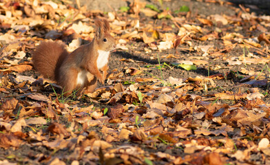 Red squirrel, Sciurus vulgaris. A squirrel sits on the ground among fallen leaves