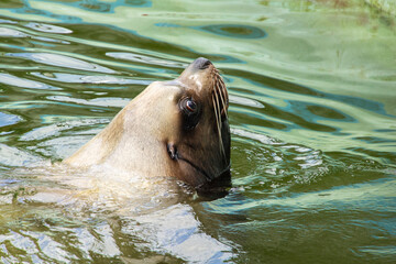Fototapeta premium Kaliningrad Zoo. Seal swims in the pool. Head of seal above surface of water. Greenish water.