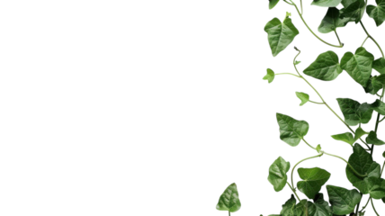 Beautiful Leaf Vine Isolated on White Background for Creative Design and Decoration Projects