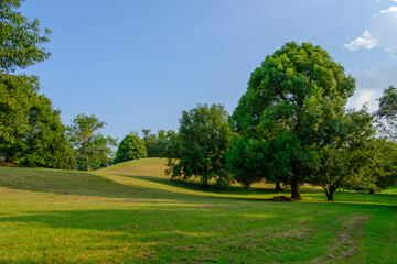 緑豊かな丘の風景