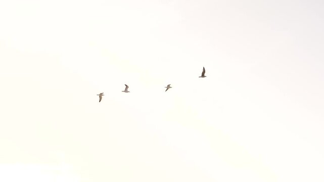 Sea gulls birds flying in sky at ocean beach of Fuerteventura Canary Island