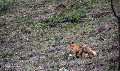red fox in the wild