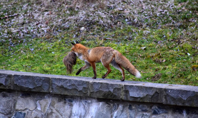 red fox vulpes standing in the grass