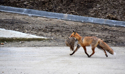 Fototapeta premium red fox vulpes