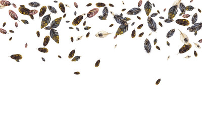 Adobe Illustrator Artwork