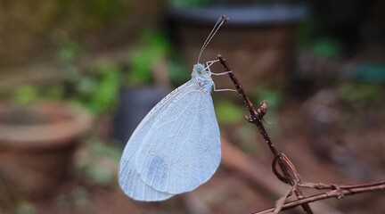 Leptosia nina or the psyche beautiful small Indian white and black colour butterfly isolated with a blurry natural garden background. Closeup macro side view.
