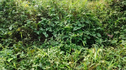 Invasive green grass or weed plants thick and tall leaves overgrown on wasteland or covered backyard garden area. Remove or weeding field, land maintenance yard bush growth problem concept.