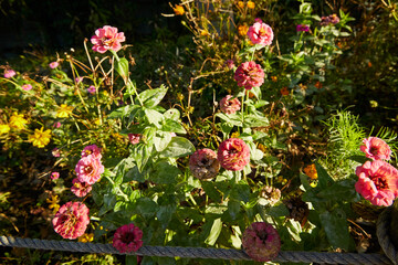 公園 散歩 自然が豊か