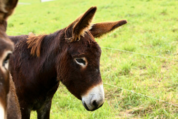 Cute brown donkey grazing outdoors on a farm