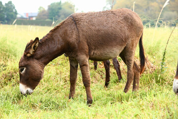 Fototapeta premium Cute brown donkey grazing outdoors on a farm