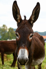 Cute brown donkey grazing outdoors on a farm