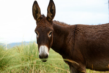 Cute brown donkey grazing outdoors on a farm