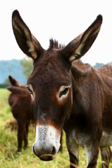 Cute brown donkey grazing outdoors on a farm