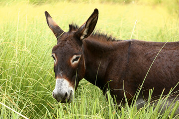 Cute brown donkey grazing outdoors on a farm