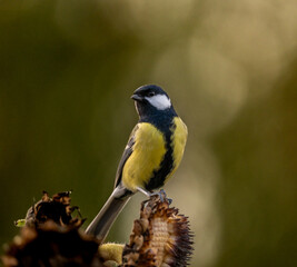 Très belle mésange charbonnière toute fière, mésange oiseau du jardin familier réalisée de façon artistique, sublimée par un bokeh de lumières magnifique en automne