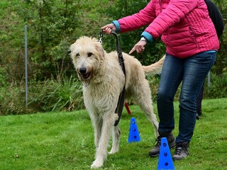 Irischer Wolfshund im Trail Parcours einer Hundeschule