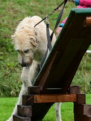 Irischer Wolfshund im Trail Parcours einer Hundeschule