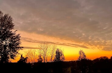Silhouetted trees at sunset
