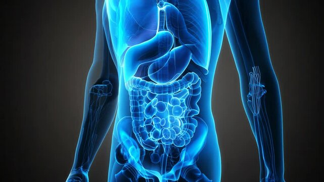 Detailed anatomical illustration of human body, emphasizing internal organs and complexity of digestive system and human anatomy.