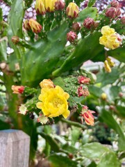 A cactus with vibrant yellow flowers in bloom, surrounded by green pads, showcasing the resilience of desert flora with its striking contrast against the green foliage.