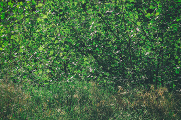 Image of bush vegetation in summer sunset light