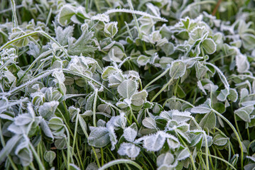 Frost-Covered Clover Leaves in Morning Chill