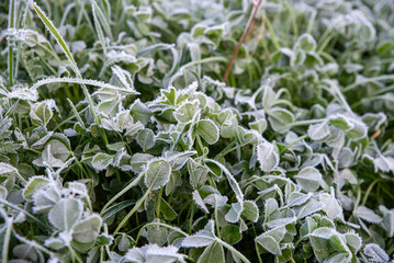 Frost-Covered Clover Leaves in Morning Chill