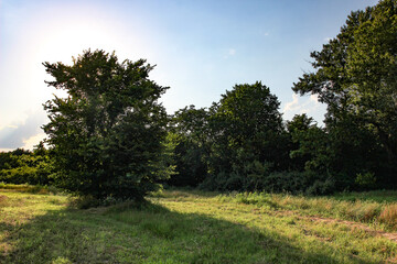 Obraz premium Fresh cutten hay on the field in summertime