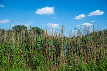 Reeds by the Lakeshore in a Summer Breeze