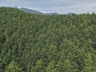 Fototapeta premium Aerial view of lush green pine forest in Dieng, Wonosobo, Indonesia.