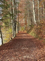 Obraz premium path in autumn forest