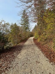 path in the woods