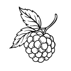 Line art of a raspberry. Vector illustration