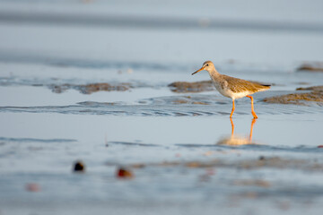 Common Redshank Bird Searching for Food on a Sea Beach