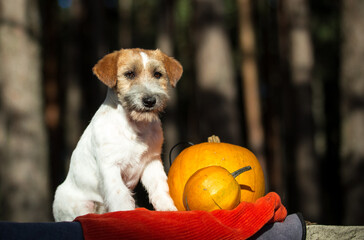 Jack Russell Terrier and pumpkin